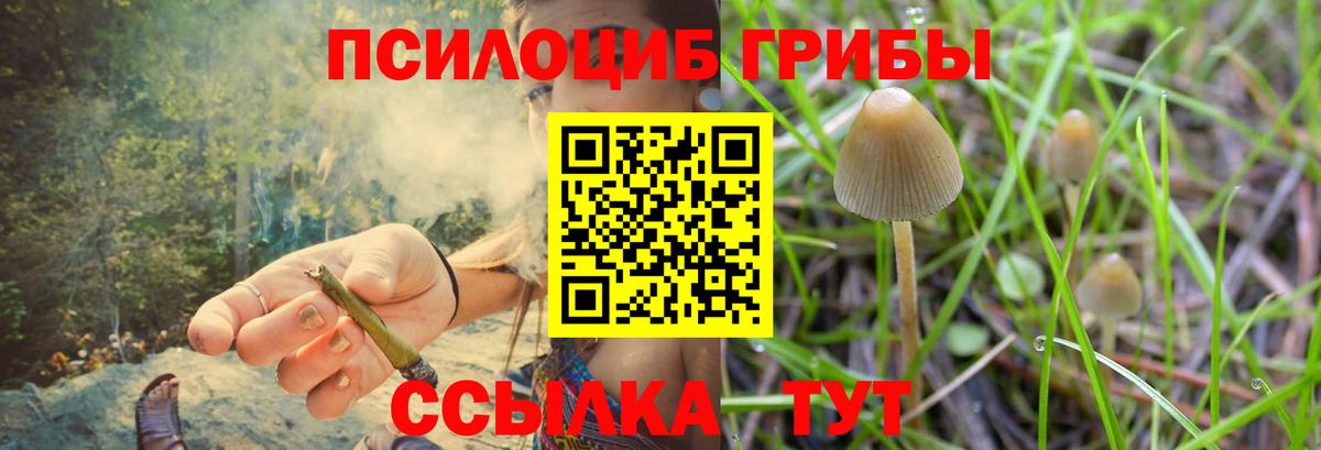 Псилоцибиновые грибы Psilocybine cubensis  Псилоцибиновые грибы мицелий  Дюртюли  Вход с VPN 